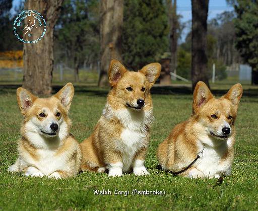 Welsh Corgi Pembroke 9M72D-08.JPG